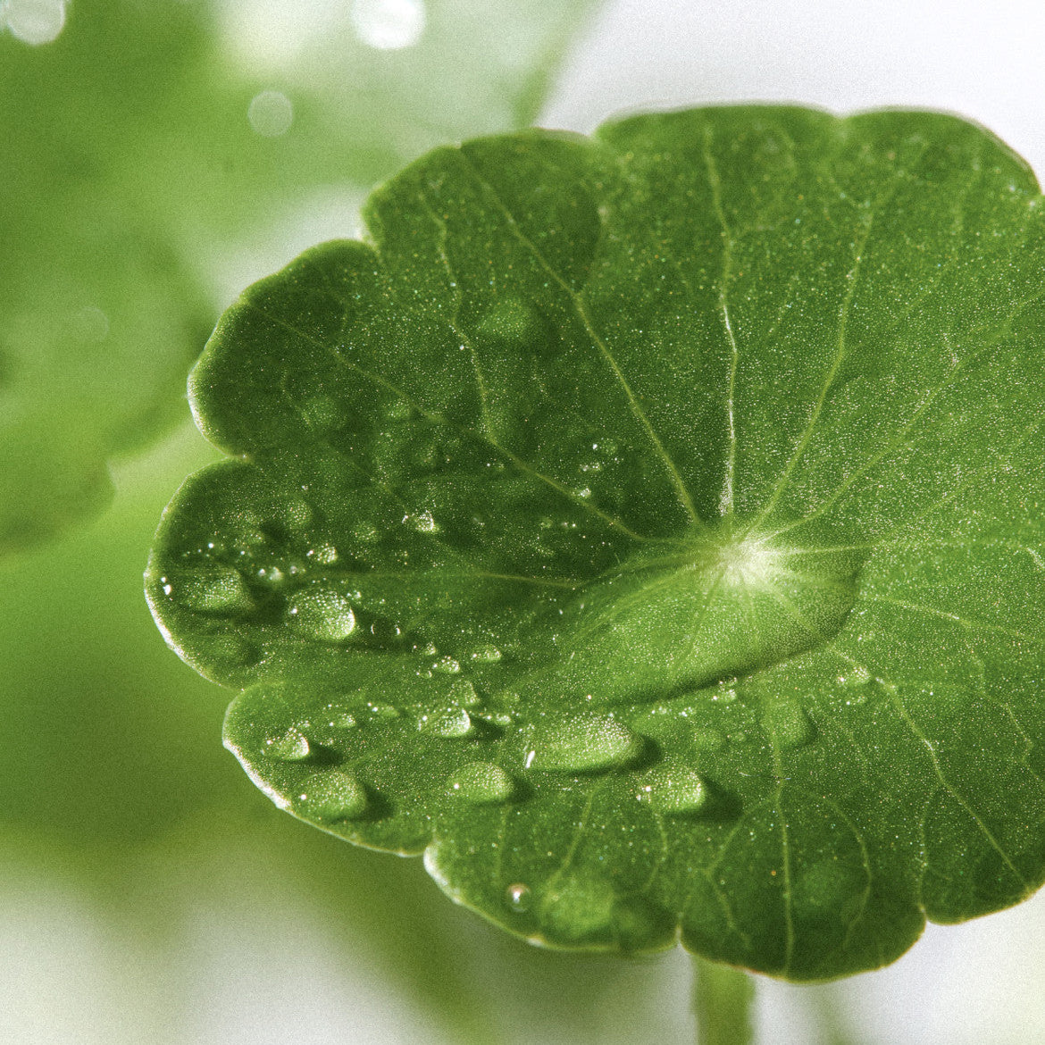 Exosome Serum | Serum met exosomen en niacinamide — AdsuaSkin