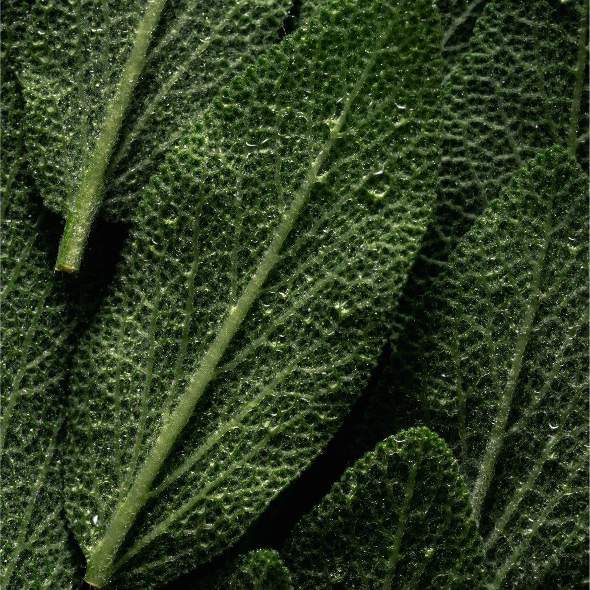 Prebiotics Face Mist | Gezichtsmist met prebiotica — AdsuaSkin